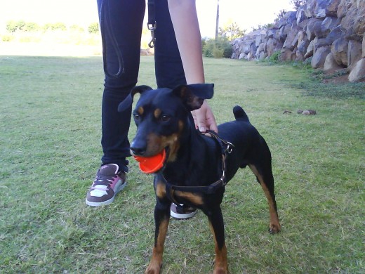 milo en el parque 